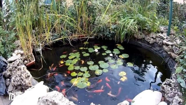 Особенности кормление карпов кои перед зимовкой