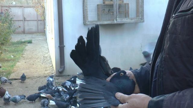 НИКОЛАЕВСКИЕ ГОЛУБИ./pigeons/ БАБОЧКА (осень2021 часть1)