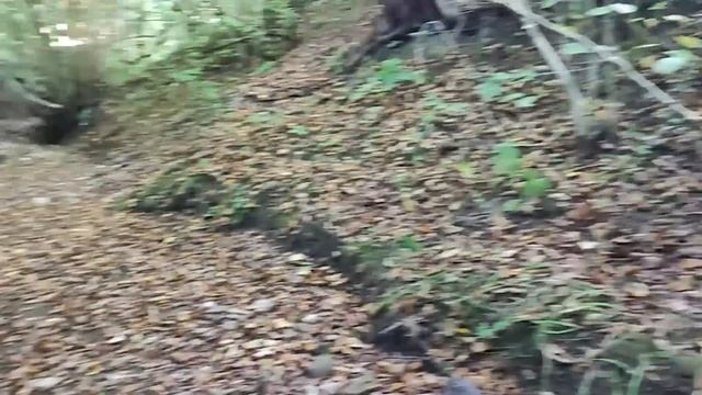 Купили саманный дом у леса