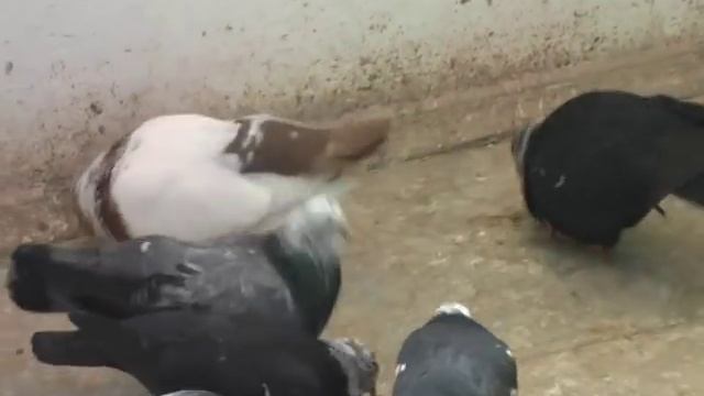 Свердловские голуби.