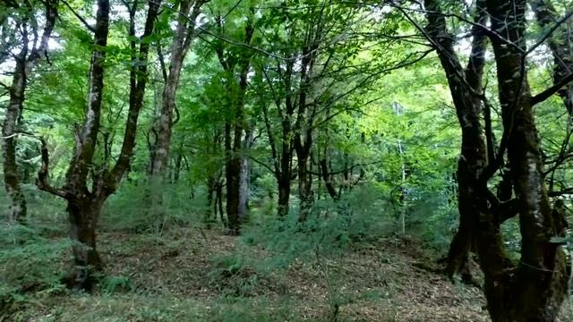 Qurban Nezerov - ♥ Xan Lenkeran ♥ | SUPER KLIP | 2017