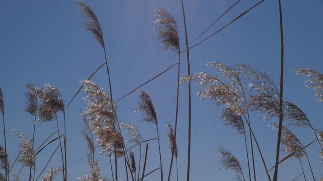 Весенние звуки природы. Пение птиц и шум ветра в поле