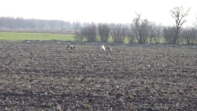 Охота с борзыми на зайца.Грейхаунд ловит русака.Красивая поимка Прайда