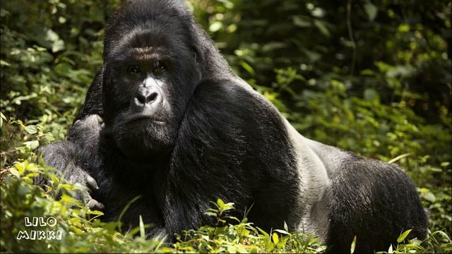 Знакомимся с обезьянами. Какие бывают обезьяны?