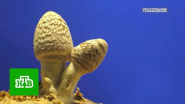 Люди стремительно холодеют: смогут ли вскоре грибы поработить человечество