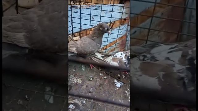 МРАМОРНЫЕ ГОЛУБИ СЕРГЕЯ РОССИЯ Г КРАСНОДАР PIGEONS