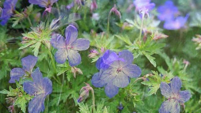 546.♫ Людмила Марченко – «Я любил одну милую» ,(Из к/ф "Стряпуха") ,муз. Б.Мокроусов ,сл. А.Софроно