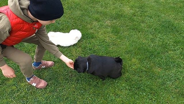 Щенок Мальтипу и Черный Мопс. Описание и рекомендации. Maltipoo puppy and black pug.