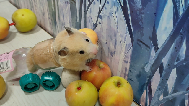 Полоса препятствий из яблок для сирийского хомячка