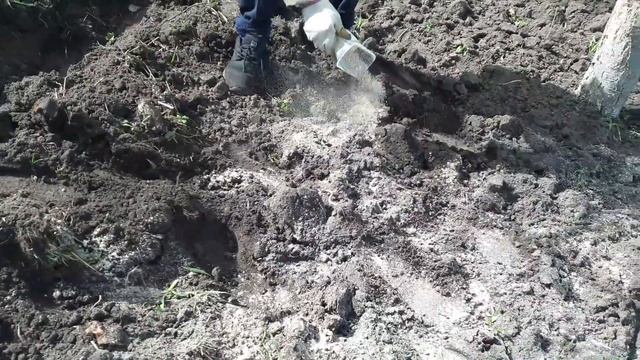 Доломитовая мука- подкормка черешни весной