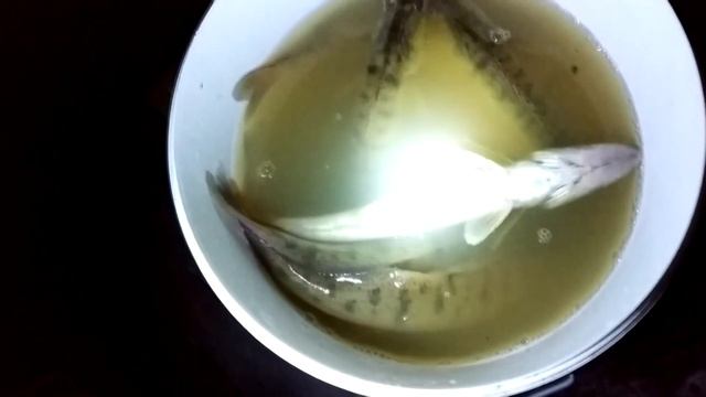 СУДАК В ВОДОЕМЕ НА ДАЧЕ!!!ЗАРЫБЛЕНИЕ ПРУДА НА УЧАСТКЕ СУДАКОМ!