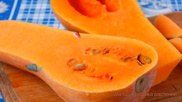 Тыква мускатная Арабатская (arabatskaya) ? обзор: как сажать, семена тыквы Арабатская