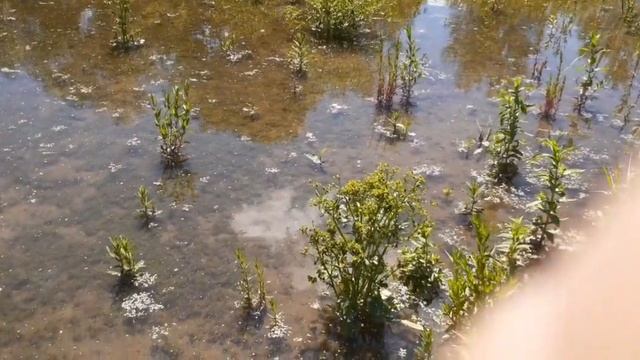 Первое КОРМЛЕНИЕ личинки карпа в ПРУДУ