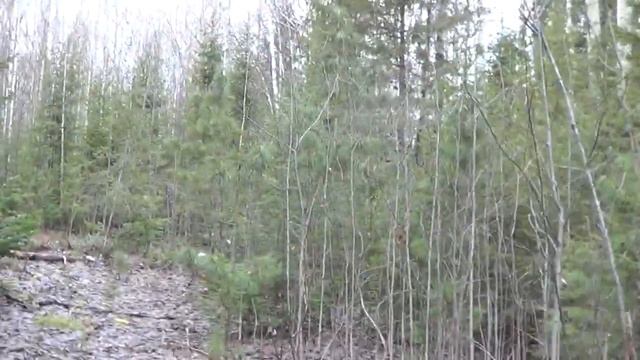 Охота. В таежную избу на промысел