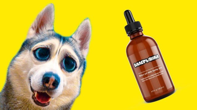 ЧТО БУДЕТ ЕСЛИ ХАСКИ ДАТЬ ВАЛЕРЬЯНКУ?? (Хаски Бандит) Говорящая собака