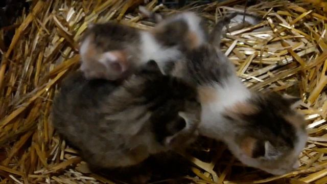 Козы, огород, отчет о проделанной работе