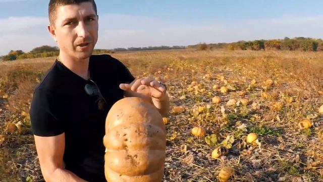 Самая сладкая Тыква Мускат Де Прованс. Германия