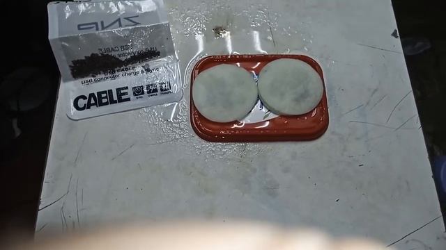 Посадка семян голубой ели на проращивание в ватные диски.