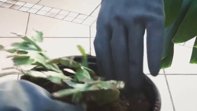 Кактус Шлюмбергера (Декабрист). Уход и пересадка.