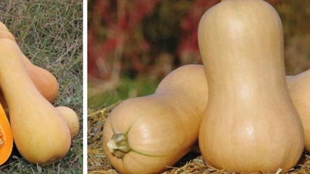 Тыква Мускатная "Жемчужина" Описание Сорта. 235