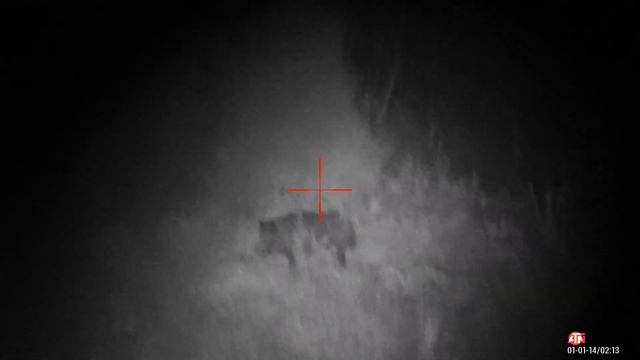 ОХОТА НА ТРОФЕЙНОГО КАБАНА С ТЕПЛОВИЗОРОМ PULSAR/ ТК-598 9,6/53 Lancaster / HUNTING WILD BOAR / AT