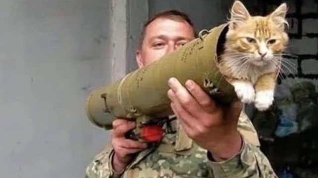 ? Коты за мир! ❤️️ Приколы с котами и собаками 2022 #19