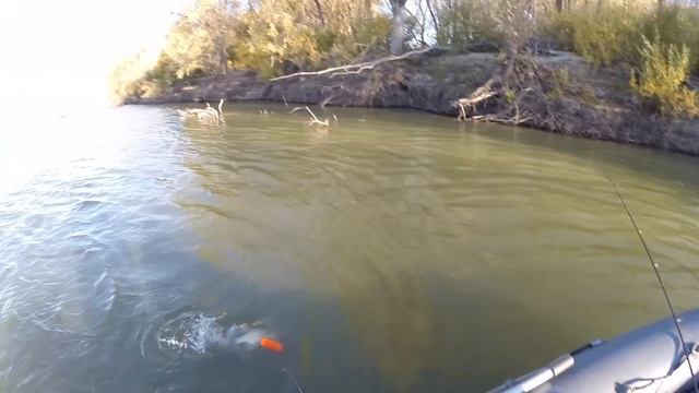 Рыбалка на Иртыше налим на 5.8кг