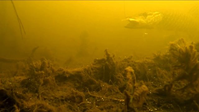 ЩУКА НА ЖИВЦА! Атака щуки на живца! Подводная съемка