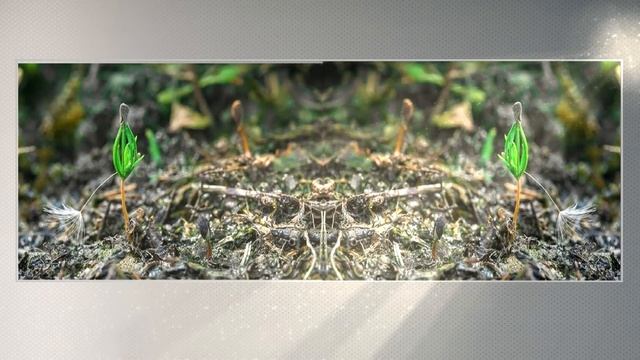 Выращивание голубой ели из семян.