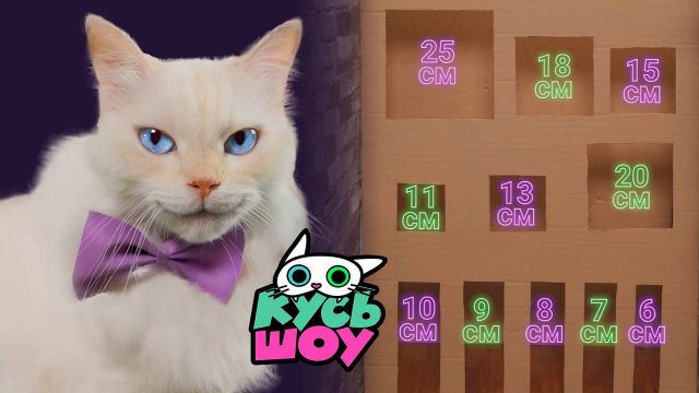 СУПЕР-ПРЕПЯТСТВИЯ ДЛЯ КОТА — Кусь-шоу — Весёлый челлендж