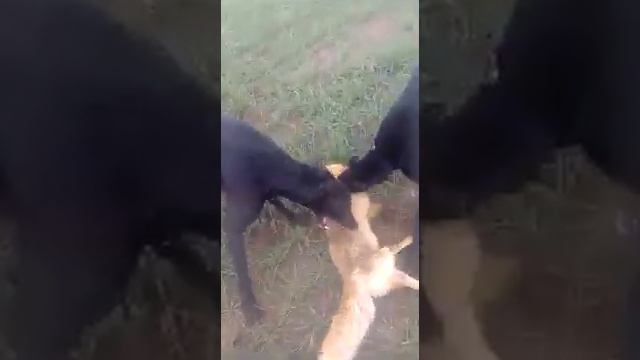 Охота с борзыми на лису