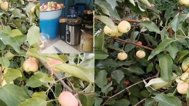 Зимостойкие сорта яблонь для Сибири. Аленушка.