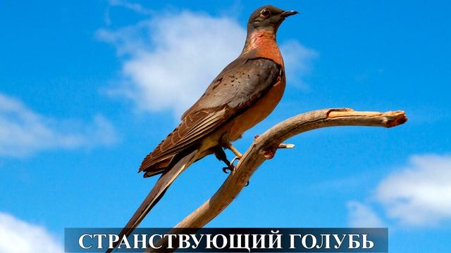 Красная книга России.