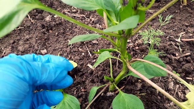 Формирование перца. Зачем? Как?