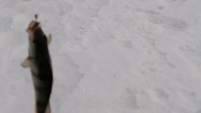 Верх Исетский пруд. рыбалка на судака