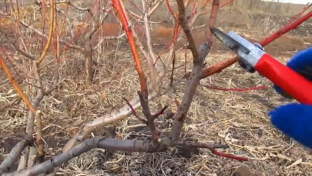 Обрезка персика на урожай.