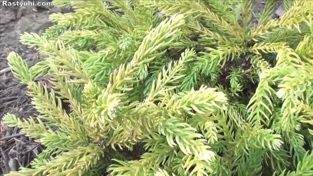 Хвойные растения для тени. Что посадить в теневую клумбу или на участке в лесной зоне?