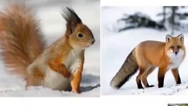 Презентация для детей Зима