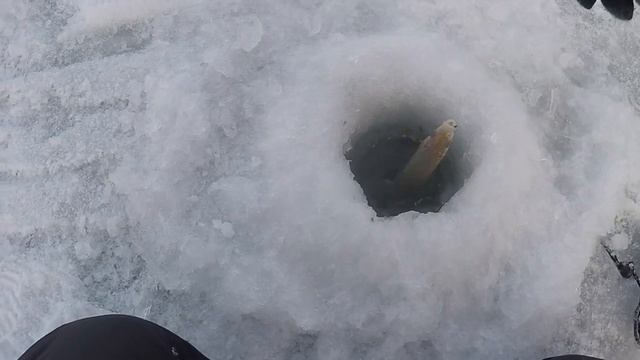 ЭТА БЕЗМОТЫЛКА ОБЛОВИЛА МОТЫЛКУ! НАДО ЗАПРЕТИТЬ ЭТУ БЕЗМОТЫЛКУ! РЫБАЛКА НА БЕЗМОТЫЛКУ!