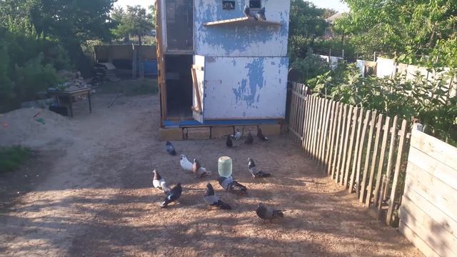 Николаевские голуби Крыма г. ЕВППТОРИЯ продажа голубей оптом . Коля +79781222843