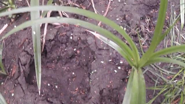 Пришли в лес, а там одни косули..mp4