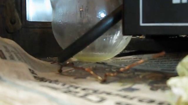 Перегонка браги из крахмала и муки+амилотриптилин фермент