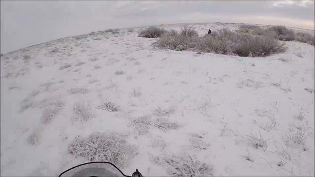 ДОБЫТЬ МАТЕРУЮ ВОЛЧИЦУ. охота на волков hunting wolves