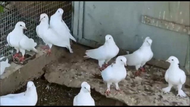 Армянские Октябрьские Голуби - ГАРЕАВИЗИ / Armenian Pigeons - GAREAVISI