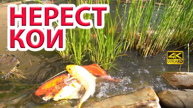 НЕРЕСТ КАРПОВ КОИ В ПРУДУ