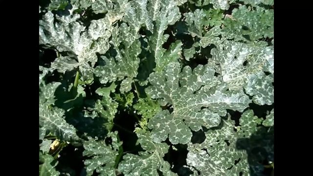 Выращивание кабачков Искандер гибрид F-1