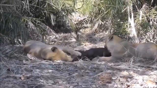 Большие дикие кошки - Сумашедшая охота Льва и Тигра.mp4