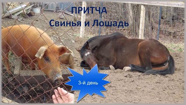 Притча о Свинье и Лошади