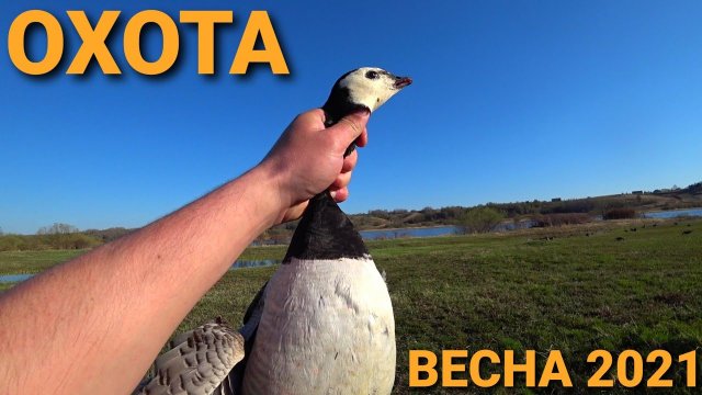 ?Охота на Гуся,Селезня,Вальдшнепа.Весна 2021г..mp4
