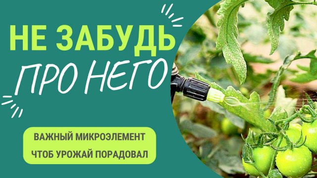 Микроэлемент, про который многие забывают. В результате теряют урожай. Как избежать?